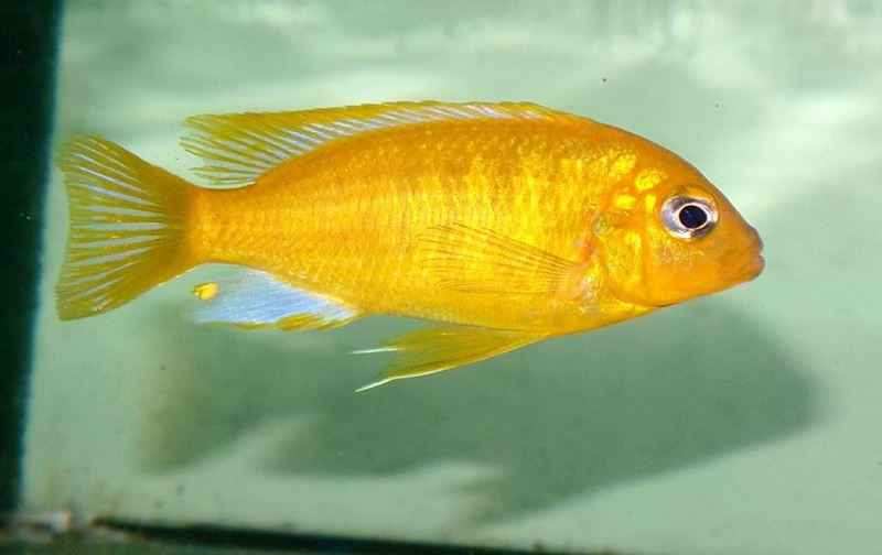 Maylandia barlowi 'Mbenji Island'